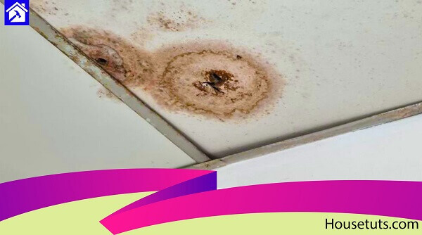 how to get rid of black mold on ceiling