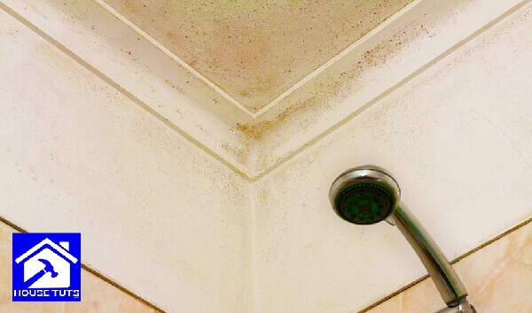 mold in bathroom